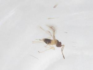  ( - CBG-B24093-G03)  @11 [ ] CreativeCommons - Attribution Share - Alike (2025) Centre for Biodiversity Genomics Centre for Biodiversity Genomics