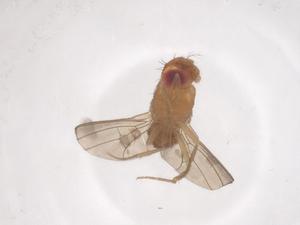  (Drosophila bizonata - CBG-B24150-B07)  @11 [ ] CreativeCommons - Attribution Share - Alike (2025) Centre for Biodiversity Genomics Centre for Biodiversity Genomics