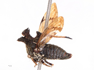  (Centrotini - CBG-B24164-H05)  @11 [ ] CreativeCommons - Attribution Share - Alike (2025) CBG Photography Group Centre for Biodiversity Genomics