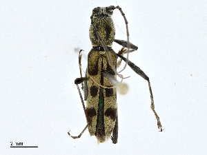  (Rhaphuma anongi - CBG-A00343-F08)  @11 [ ] CreativeCommons - Attribution (2023) CBG Photography Group Centre for Biodiversity Genomics