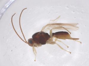  (Bitomus coleopius - CBG-B19401-F09)  @11 [ ] CreativeCommons - Attribution Share - Alike (2025) Centre for Biodiversity Genomics Centre for Biodiversity Genomics