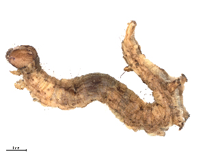  ( - CBG-B19425-H11)  @11 [ ] CreativeCommons - Attribution Share - Alike (2025) CBG Photography Group Centre for Biodiversity Genomics