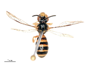  (Ceratina kosemponis - CBG-B19430-C02)  @11 [ ] CreativeCommons - Attribution Share - Alike (2025) CBG Photography Group Centre for Biodiversity Genomics