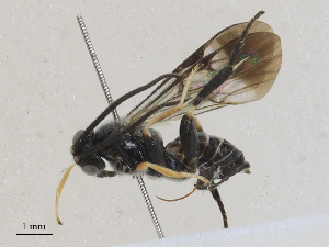  (Psilommiscus - CBG-A27523-D02)  @11 [ ] CreativeCommons - Attribution Share - Alike (2024) CBG Photography Group Centre for Biodiversity Genomics