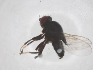  ( - CBG-B11989-C05)  @11 [ ] CreativeCommons - Attribution Share - Alike (2025) Centre for Biodiversity Genomics Centre for Biodiversity Genomics