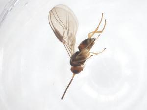  ( - CBG-B11997-E01)  @11 [ ] CreativeCommons - Attribution Share - Alike (2025) Centre for Biodiversity Genomics Centre for Biodiversity Genomics