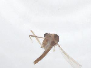  ( - CBG-B12002-C12)  @11 [ ] CreativeCommons - Attribution Share - Alike (2025) Centre for Biodiversity Genomics Centre for Biodiversity Genomics