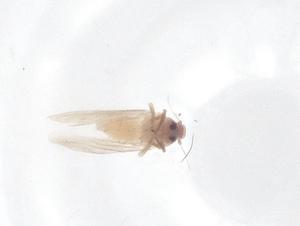  ( - CBG-B12002-H05)  @11 [ ] CreativeCommons - Attribution Share - Alike (2025) Centre for Biodiversity Genomics Centre for Biodiversity Genomics