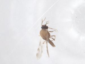  (Culicoides palpifer - CBG-B12005-F08)  @11 [ ] CreativeCommons - Attribution Share - Alike (2025) Centre for Biodiversity Genomics Centre for Biodiversity Genomics