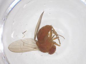  ( - CBG-B12037-G09)  @11 [ ] CreativeCommons - Attribution Share - Alike (2025) Centre for Biodiversity Genomics Centre for Biodiversity Genomics