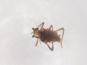  ( - CBG-B15583-A02)  @11 [ ] CreativeCommons - Attribution Share - Alike (2025) Centre for Biodiversity Genomics Centre for Biodiversity Genomics