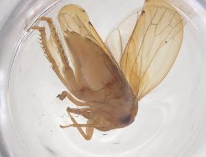  (Macropsis latiaedeagus - CBG-B15587-H04)  @11 [ ] CreativeCommons - Attribution Share - Alike (2025) Centre for Biodiversity Genomics Centre for Biodiversity Genomics