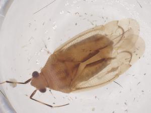  ( - CBG-B15617-C07)  @11 [ ] CreativeCommons - Attribution Share - Alike (2025) Centre for Biodiversity Genomics Centre for Biodiversity Genomics