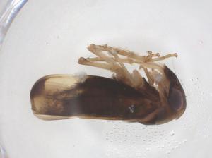  (Megipocerini - CBG-B15652-G04)  @11 [ ] CreativeCommons - Attribution Share - Alike (2025) Centre for Biodiversity Genomics Centre for Biodiversity Genomics