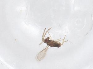  ( - CBG-B15791-G09)  @11 [ ] CreativeCommons - Attribution Share - Alike (2025) Centre for Biodiversity Genomics Centre for Biodiversity Genomics