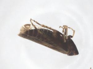  ( - CBG-B16097-H05)  @11 [ ] CreativeCommons - Attribution Share - Alike (2025) Centre for Biodiversity Genomics Centre for Biodiversity Genomics