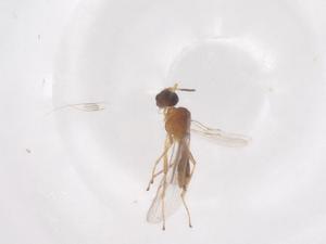  ( - CBG-B16491-D05)  @11 [ ] CreativeCommons - Attribution Share - Alike (2025) Centre for Biodiversity Genomics Centre for Biodiversity Genomics