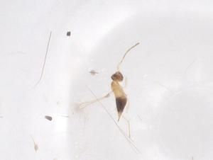  ( - CBG-B16491-E08)  @11 [ ] CreativeCommons - Attribution Share - Alike (2025) Centre for Biodiversity Genomics Centre for Biodiversity Genomics