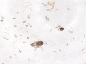  ( - CBG-B16491-G08)  @11 [ ] CreativeCommons - Attribution Share - Alike (2025) Centre for Biodiversity Genomics Centre for Biodiversity Genomics