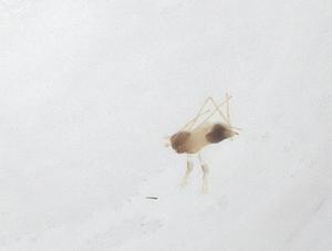  ( - CBG-B23977-A05)  @11 [ ] CreativeCommons - Attribution Share - Alike (2025) Centre for Biodiversity Genomics Centre for Biodiversity Genomics