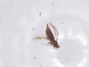  ( - CBG-B23988-G05)  @11 [ ] CreativeCommons - Attribution Share - Alike (2025) Centre for Biodiversity Genomics Centre for Biodiversity Genomics