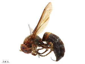  ( - CBG-B23991-B02)  @11 [ ] CreativeCommons - Attribution Share - Alike (2025) CBG Photography Group Centre for Biodiversity Genomics