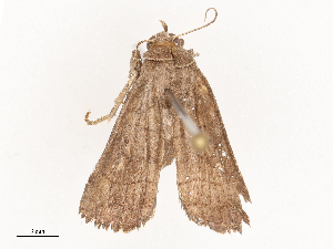  ( - CBG-B23991-D05)  @11 [ ] CreativeCommons - Attribution Share - Alike (2025) CBG Photography Group Centre for Biodiversity Genomics