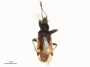  (Horridipamera nietneri - CBG-B24006-F12)  @11 [ ] CreativeCommons - Attribution Share - Alike (2025) CBG Photography Group Centre for Biodiversity Genomics