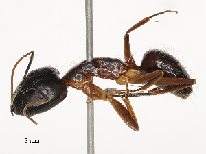  ( - CBG-B24012-A12)  @11 [ ] CreativeCommons - Attribution Share - Alike (2025) CBG Photography Group Centre for Biodiversity Genomics