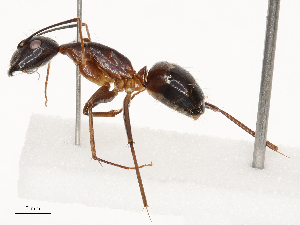  ( - CBG-B24012-C08)  @11 [ ] CreativeCommons - Attribution Share - Alike (2025) CBG Photography Group Centre for Biodiversity Genomics