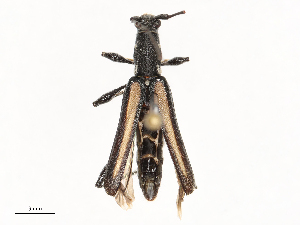  ( - CBG-B24012-G01)  @11 [ ] CreativeCommons - Attribution Share - Alike (2025) CBG Photography Group Centre for Biodiversity Genomics