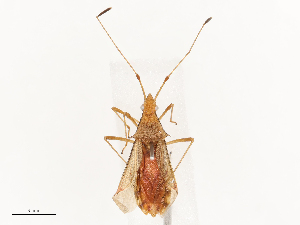  ( - CBG-B24016-C04)  @11 [ ] CreativeCommons - Attribution Share - Alike (2025) CBG Photography Group Centre for Biodiversity Genomics