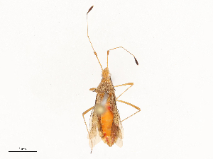  ( - CBG-B24016-C11)  @11 [ ] CreativeCommons - Attribution Share - Alike (2025) CBG Photography Group Centre for Biodiversity Genomics