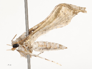  ( - CBG-B24016-E01)  @11 [ ] CreativeCommons - Attribution Share - Alike (2025) CBG Photography Group Centre for Biodiversity Genomics