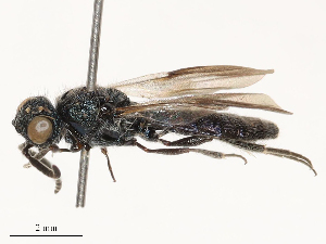 (Sparasion cullaris - CBG-B24016-E08)  @11 [ ] CreativeCommons - Attribution Share - Alike (2025) CBG Photography Group Centre for Biodiversity Genomics