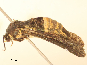  ( - CBG-B24027-D04)  @11 [ ] CreativeCommons - Attribution Share - Alike (2025) CBG Photography Group Centre for Biodiversity Genomics