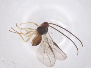  ( - CBG-B24102-G02)  @11 [ ] CreativeCommons - Attribution Share - Alike (2025) Centre for Biodiversity Genomics Centre for Biodiversity Genomics