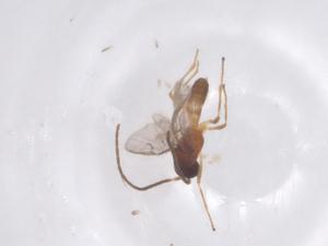  ( - CBG-B24155-D08)  @11 [ ] CreativeCommons - Attribution Share - Alike (2025) Centre for Biodiversity Genomics Centre for Biodiversity Genomics