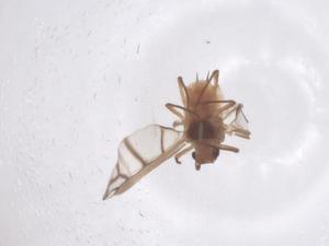  ( - CBG-B24155-F09)  @11 [ ] CreativeCommons - Attribution Share - Alike (2025) Centre for Biodiversity Genomics Centre for Biodiversity Genomics