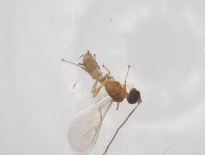  ( - CBG-B24156-F07)  @11 [ ] CreativeCommons - Attribution Share - Alike (2025) Centre for Biodiversity Genomics Centre for Biodiversity Genomics