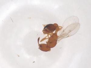  ( - CBG-B24207-B02)  @11 [ ] CreativeCommons - Attribution Share - Alike (2025) Centre for Biodiversity Genomics Centre for Biodiversity Genomics