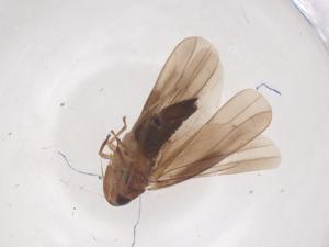  (Mogannia - CBG-B24207-B11)  @11 [ ] CreativeCommons - Attribution Share - Alike (2025) Centre for Biodiversity Genomics Centre for Biodiversity Genomics