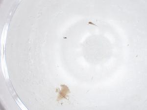  ( - CBG-B24210-F11)  @11 [ ] CreativeCommons - Attribution Share - Alike (2025) Centre for Biodiversity Genomics Centre for Biodiversity Genomics