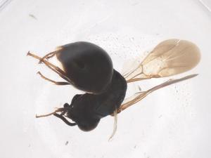  (Holophris taiwana - CBG-B15557-B01)  @11 [ ] CreativeCommons - Attribution Share - Alike (2025) Centre for Biodiversity Genomics Centre for Biodiversity Genomics