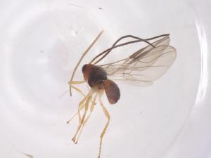  ( - CBG-B15557-B07)  @11 [ ] CreativeCommons - Attribution Share - Alike (2025) Centre for Biodiversity Genomics Centre for Biodiversity Genomics