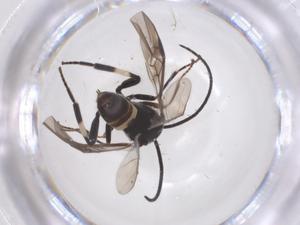  ( - CBG-B15558-G02)  @11 [ ] CreativeCommons - Attribution Share - Alike (2025) Centre for Biodiversity Genomics Centre for Biodiversity Genomics