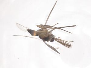  ( - CBG-B16052-H08)  @11 [ ] CreativeCommons - Attribution Share - Alike (2025) Centre for Biodiversity Genomics Centre for Biodiversity Genomics