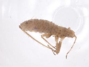  ( - CBG-B16124-H06)  @11 [ ] CreativeCommons - Attribution Share - Alike (2025) Centre for Biodiversity Genomics Centre for Biodiversity Genomics