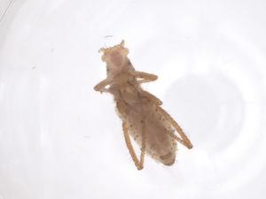  ( - CBG-B16124-H08)  @11 [ ] CreativeCommons - Attribution Share - Alike (2025) Centre for Biodiversity Genomics Centre for Biodiversity Genomics