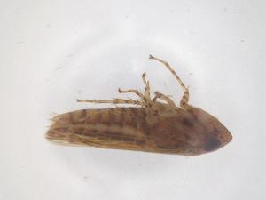  ( - CBG-B16125-A04)  @11 [ ] CreativeCommons - Attribution Share - Alike (2025) Centre for Biodiversity Genomics Centre for Biodiversity Genomics